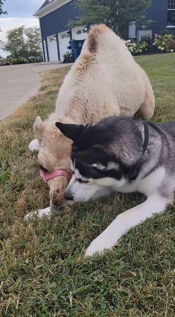 ハスキー犬のお友達の正体にビックリ！寄り添うようにしてくつろいだり、じゃれ合っているその動物とは！？【アメリカ・動画】