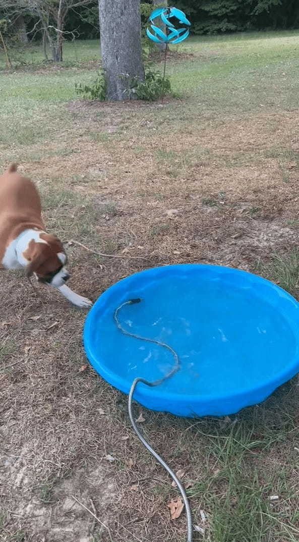 プールに水を貯めるホースが気になる犬。プールを右に左に移動するその姿を前に、じっとしていられない！！【アメリカ・動画】