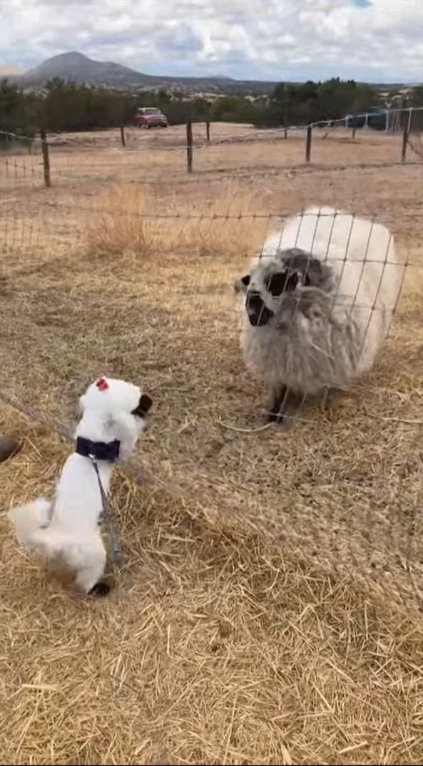 白いモフモフ同士で仲間だと思った？フェンス際ではしゃぐ小柄な犬に、どっしりとしたヒツジが挨拶しにやってきました！