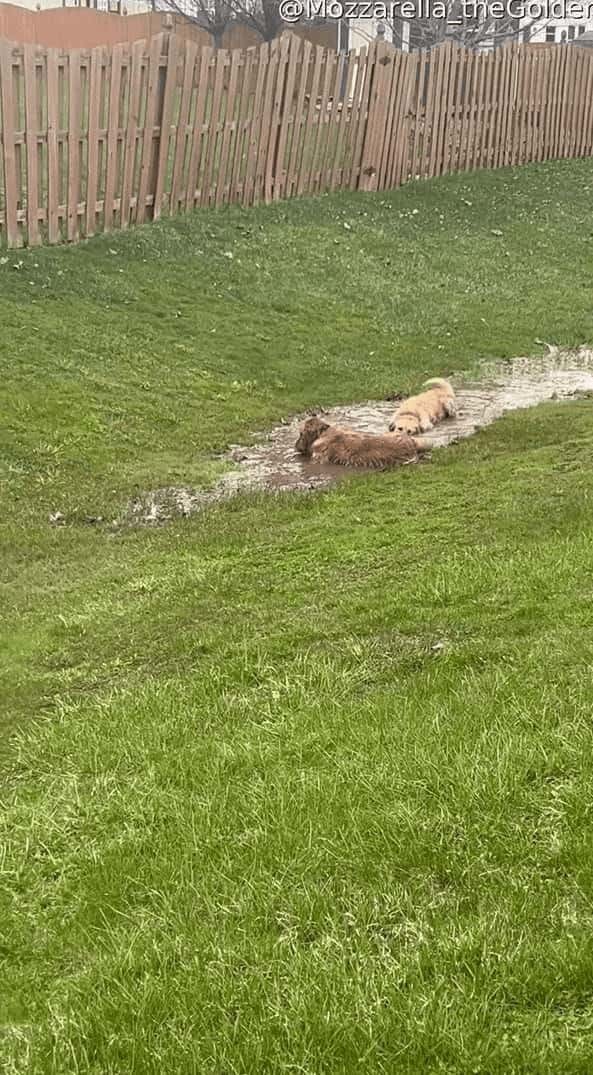 泥の水たまりを見つけたゴールデンレトリバーたち。飼い主さんの制止も振り切り、水たまりへバシャン！楽しそうにしますが、この後が大変そうです