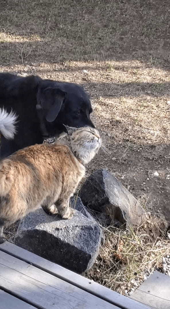 機嫌が良さそうな表情を見せる猫。どうやら犬がしてくれている頭へのグルーミングがイイ感じなようでうっとりしています【海外・動画】