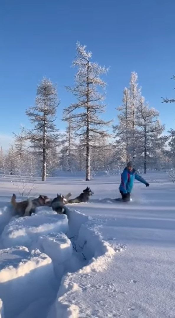 雪を堪能するハスキー犬たち