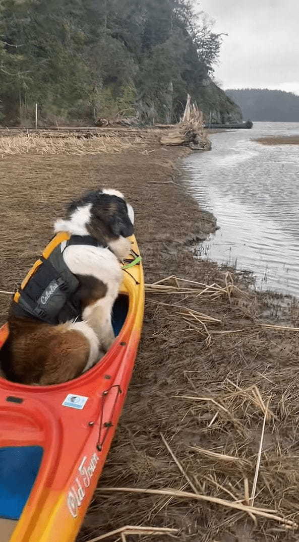 「冒険へ出たい・・・」岸に上げられたカヤックに乗り込み広大な自然に目を向ける犬。ライフジャケットも装着していて、すぐにでも出発したいようです