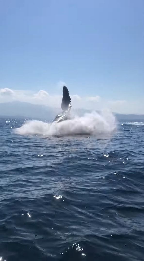 最高のホエールウォッチング！クジラのジャンプ、ブリーチングを見ることができてラッキー！と思ったら・・・、次の瞬間さらにスゴいことが！！