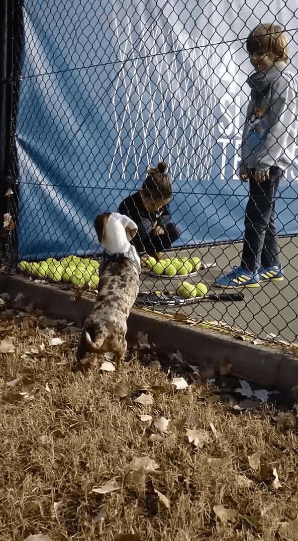 コートの隅に寄せられていくテニスボール。それを見て犬は全部欲しくなっちゃった！！【海外・動画】