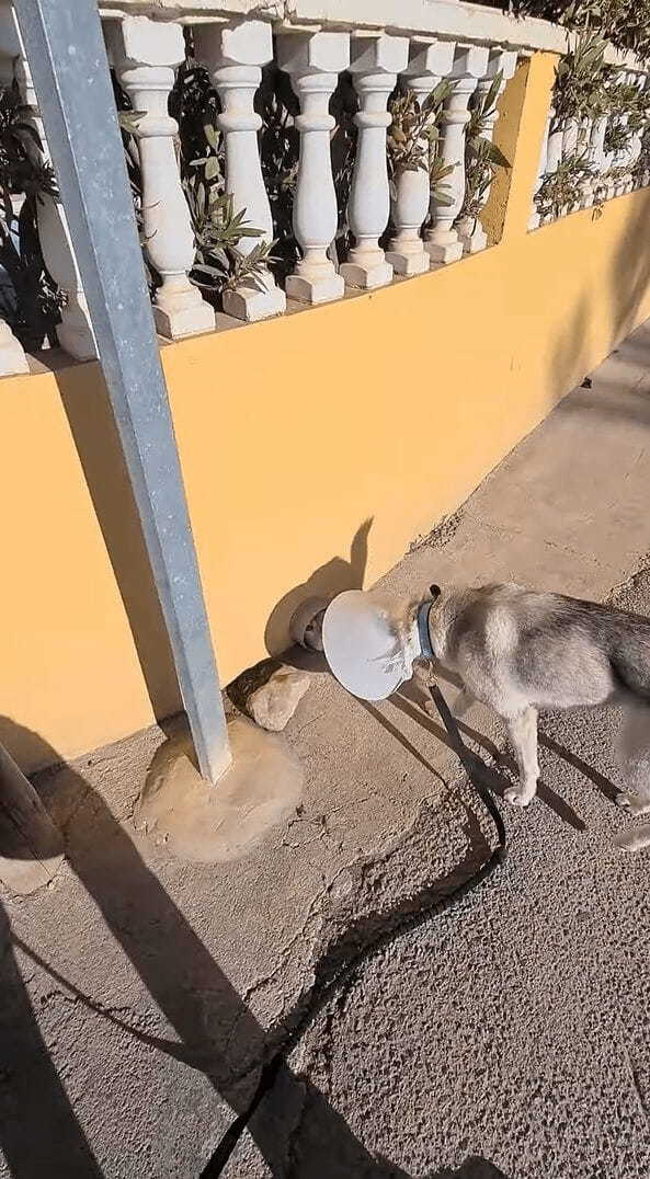 エリザベスカラーをつけた犬。お散歩中に運命の出会いが！！