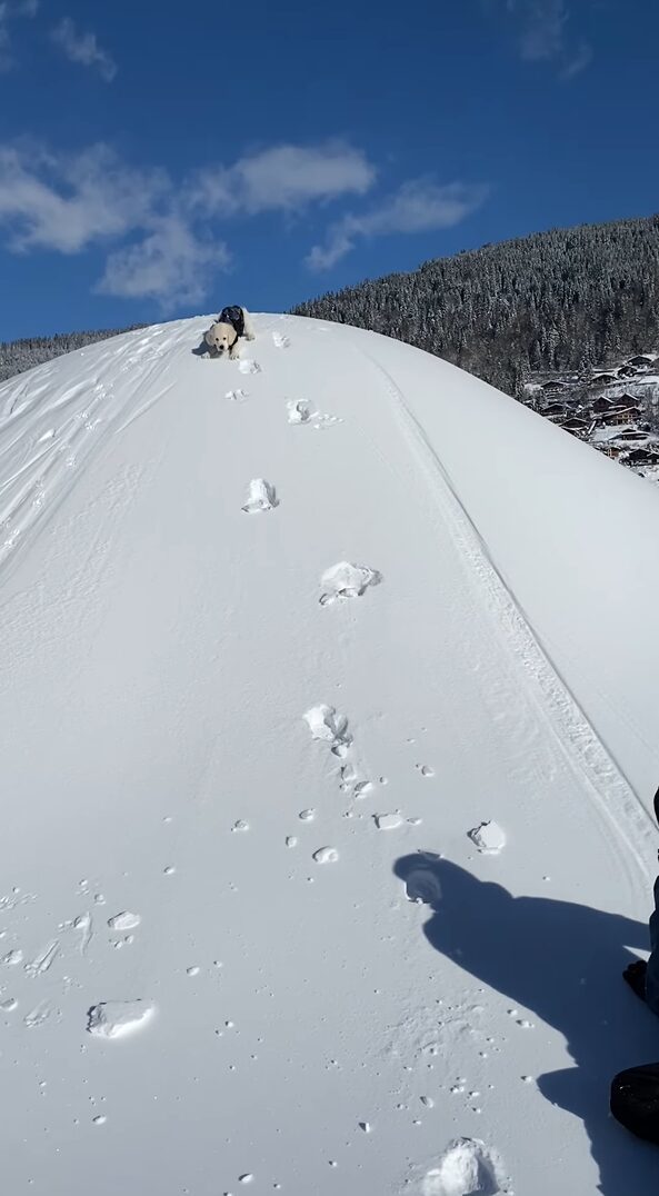 子犬がスノーボードになっちゃった！？腹ばいになって雪の降った丘を下るゴールデンリトリバーがかわいい！！【海外・動画】