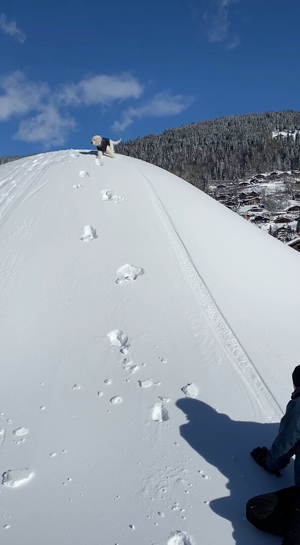 子犬がスノーボードになっちゃった！？腹ばいになって雪の降った丘を下るゴールデンリトリバーがかわいい！！【海外・動画】