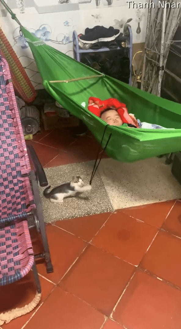 子猫が子守をしている!?赤ちゃんが寝るハンモックをゆらゆら揺らしています!!【海外・動画】