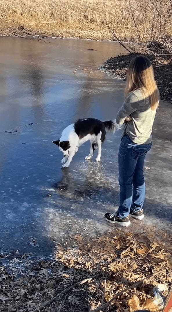 氷の上に立つボーダーコリー。飼い主さんのマネをしようとしたところ大失敗してしまうのですが・・・、諦めることなく再挑戦！！