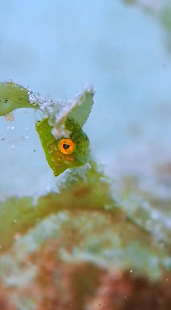 プカプカ浮く海藻のカケラ・・、いいえ違います！小さな小さな魚の赤ちゃんです！！【国内・動画】