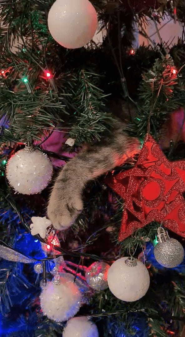 猫の手の形をしたクリスマスオーナメント？いいえ、違います！クリスマスツリーに潜り込んだ猫のおててです！！【海外・動画】