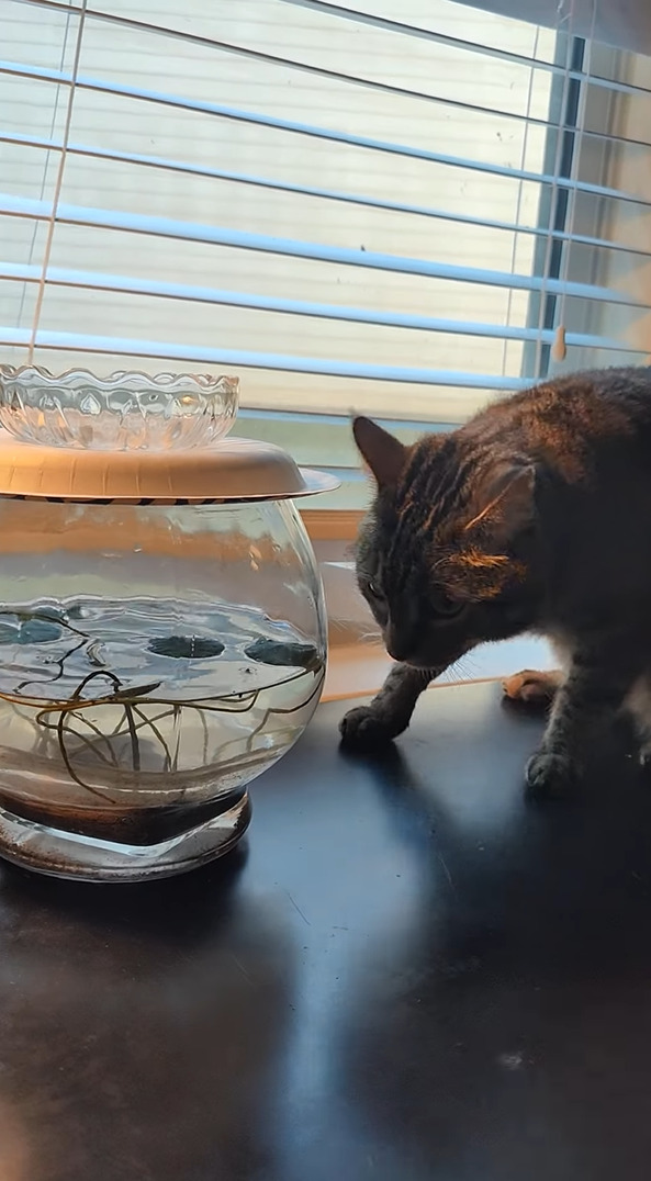 それは飲み水じゃないよ！猫は植木鉢を何度もひっかきますが・・中の水が飲みたいの？？【アメリカ・動画】