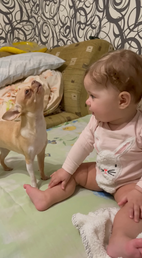 赤ちゃんと愛犬は大親友！赤ちゃんが嬉しそうに声をあげれば、愛犬もつられて鳴いちゃいます！！