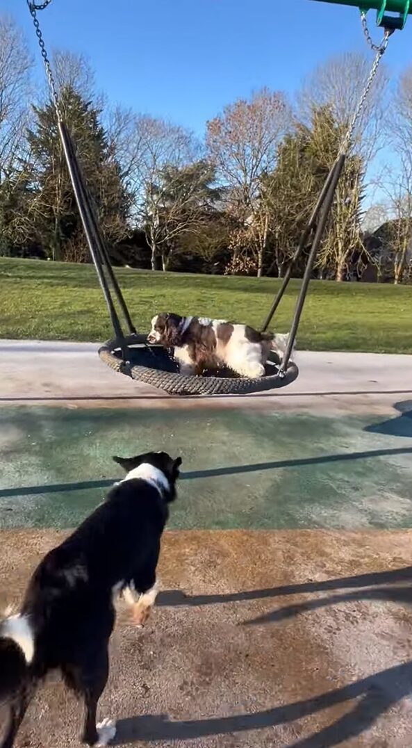 ブランコが大好きな愛犬たち。公園で見つけるとさっそく2匹で飛び乗った！！【海外・動画】