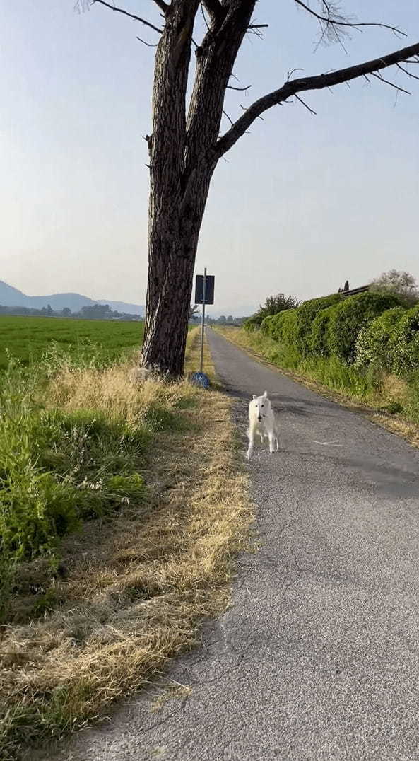 全速力で走ってくるボルゾイ。かっこいい姿を見せてくれましたが、全速力で走りすぎてカーブに差し掛かった所でアクシデントが！！【海外・動画】