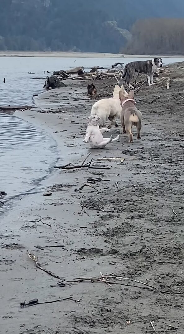 ビーチを駆け回る犬たち。元気な1匹の体がブルドッグの子犬の足にひっかかりハプニングが！！【海外・動画】