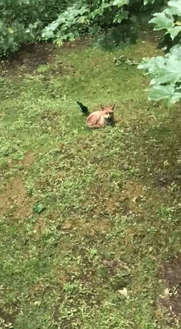 キツネにちょっかいを出すカササギ。キツネの死角からチョイっと突いては離れて・・。その動きはキツネをからかっているみたい【海外・動画】