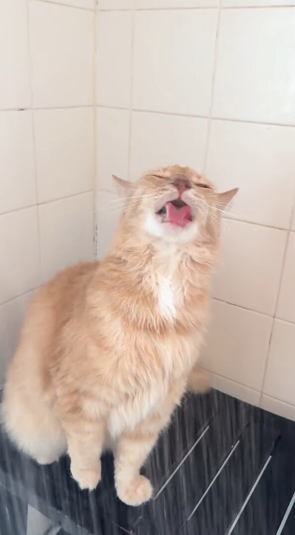 宙に向かってペロペロ。猫が舐めているのは・・シャワーからの水です！！