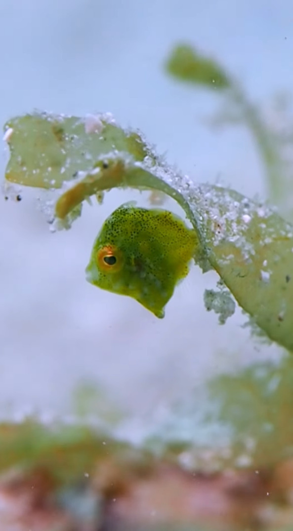 プカプカ浮く海藻のカケラ・・、いいえ違います！小さな小さな魚の赤ちゃんです！！【国内・動画】