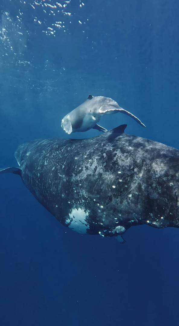 シュノーケリング中の奇跡。現れたクジラと目があった！？【海外・動画】