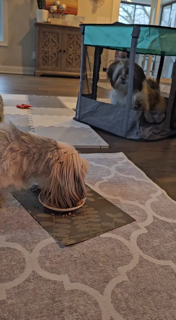 ペットサークルごと移動してきた子犬。食事を終えたばかりですが・・、もっと食べたい！？【アメリカ・動画】