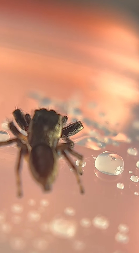 ハエトリグモが水滴で遊んでいる？たくさんある水滴をまとめて大きな水滴にして・・、楽しんでいるように見えます【アメリカ・動画】