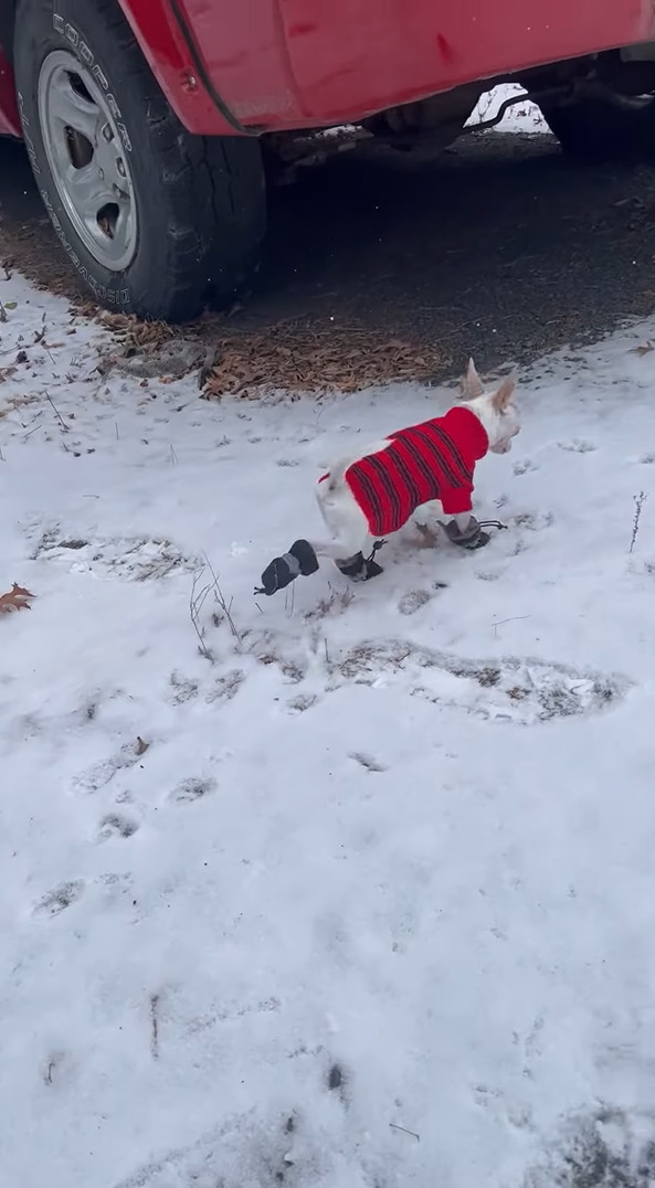 雪の中を歩くチワワ。ブーツを履かせてもらったので安心して歩き回れます！！【アメリカ・動画】