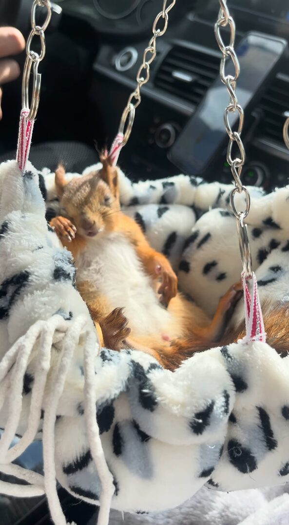 ハンモックベッドでお昼寝するリス。ドライブ中にぐっすり眠るその寝顔がかわいい！！