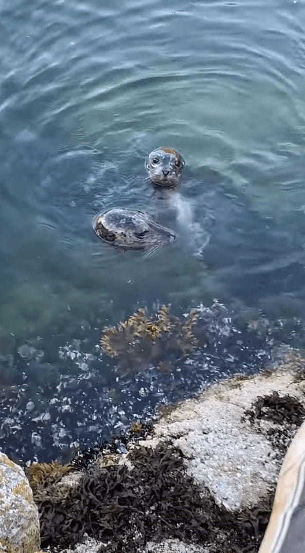 海岸沿いに姿をあらわしたアザラシの親子。挨拶するようにどんどん近付いてきてくれます！！【海外・動画】