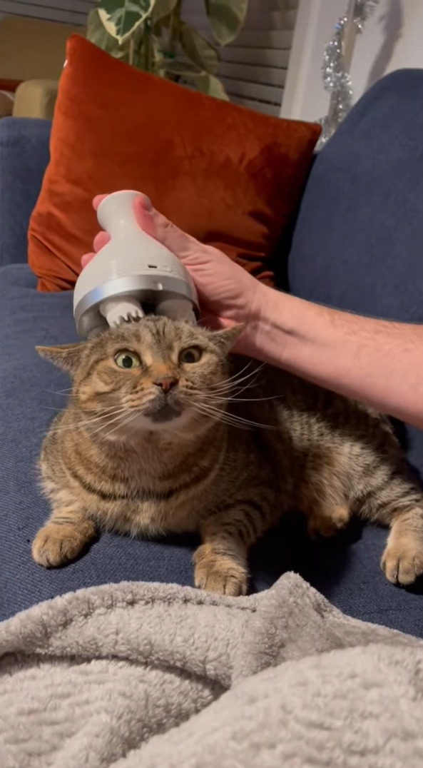 ヘッドスパが大好きな猫。頭皮マッサージ器をおでこに当ててもらい、のんびりとくつろいでいます【アメリカ・動画】