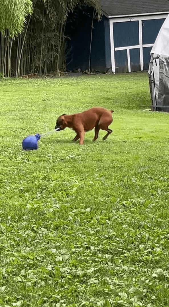 ボール遊びをするボクサー犬。ボールの紐をくわえてスイングさせる姿がアグレッシブ！！【アメリカ・動画】