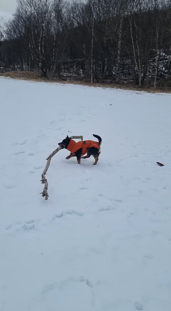 雪原で大きな木の枝を見つけた犬。気に入ったので持ち帰ろうとしますが・・、大きすぎるし足元は不安定だしで運ぶのが大変そう！！