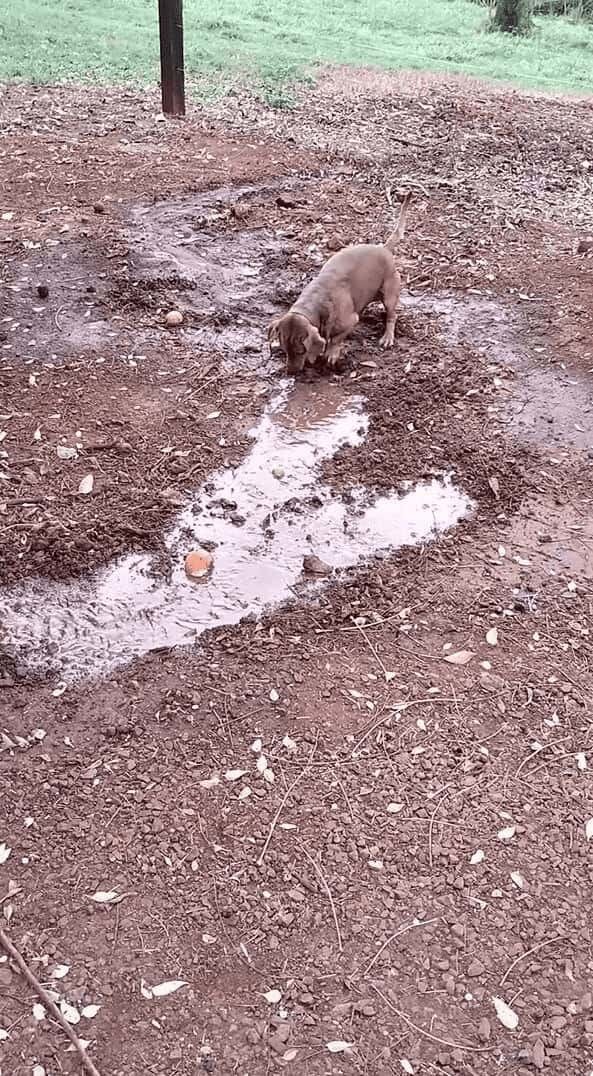 水路を夢中になって作る愛犬。洗車で流れ出た水を前にホリホリが止まらない！【海外・動画】