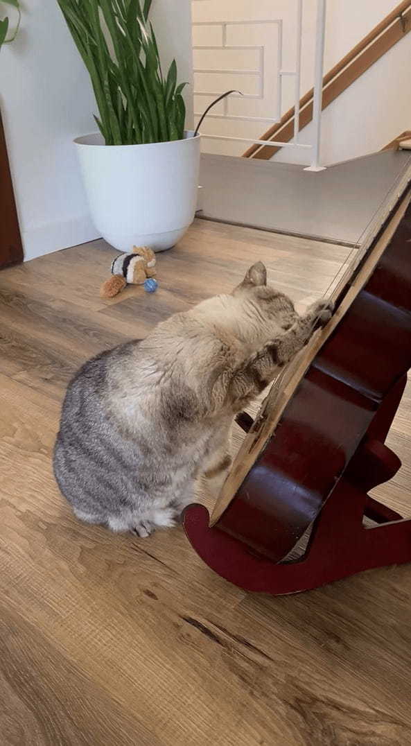 猫がギターを弾く!?弦をくわえて音を上手に奏でています!!【海外・動画】