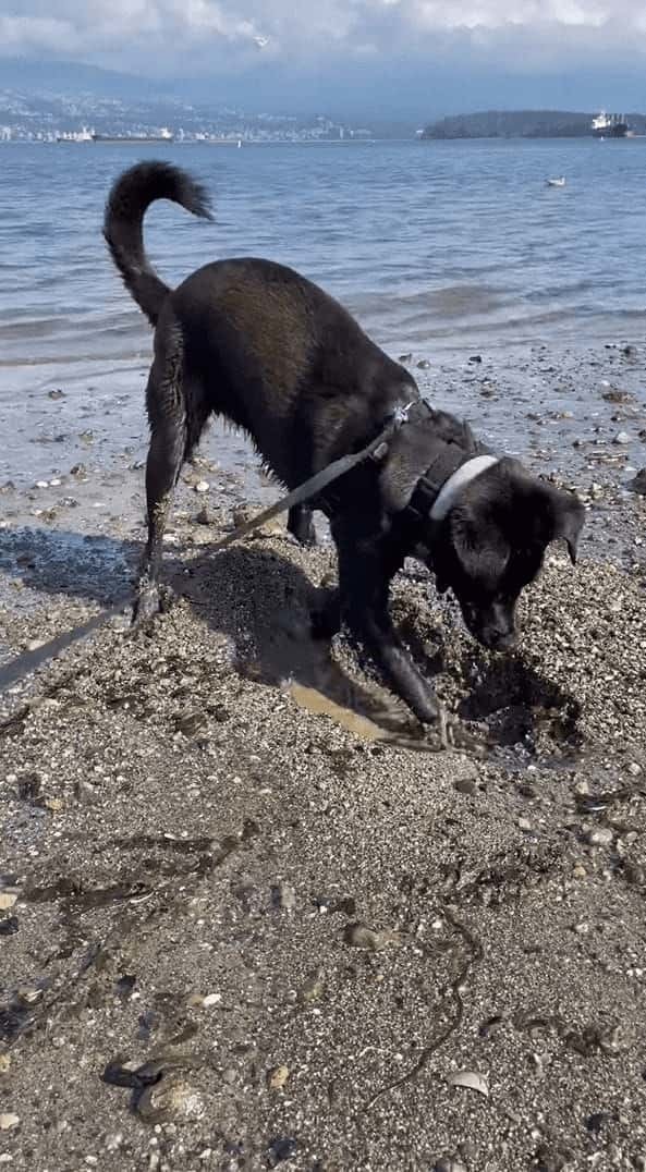 ビーチで穴掘りに奮闘する愛犬。ところが掘れども掘れども穴が埋まるし、海水がしみ出てきます・・！！【海外・動画】