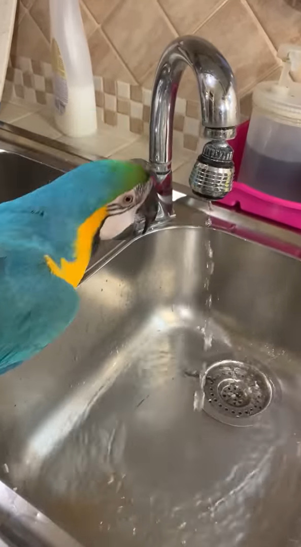 お水が飲みたいルリコンゴウインコ。なんと自分で蛇口を開いて水を出してみせました！！【海外・動画】