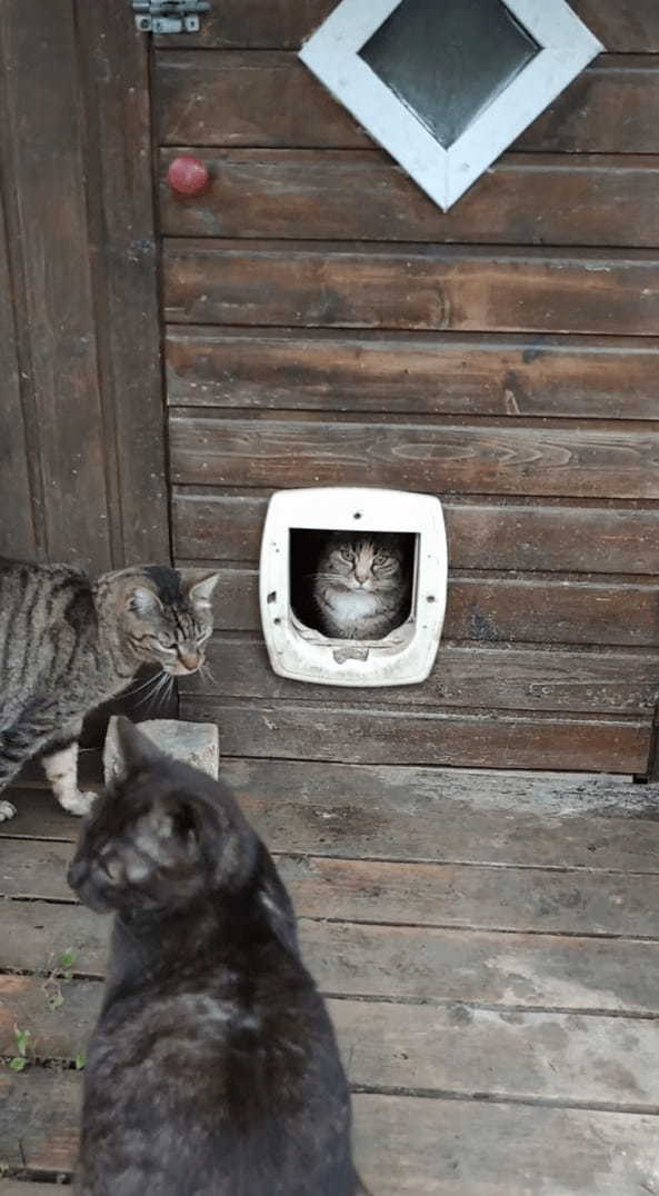猫の保護施設に設けられたかわいい小屋。その中では猫たちがのんびり平和な時間を過ごしていました