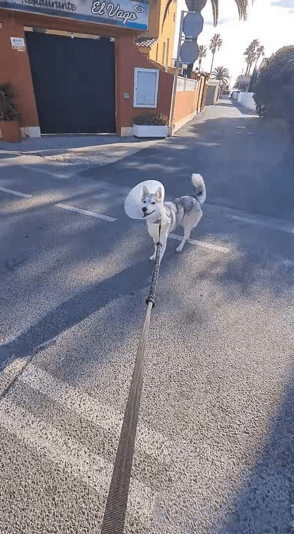 エリザベスカラーをつけた犬。お散歩中に運命の出会いが！！