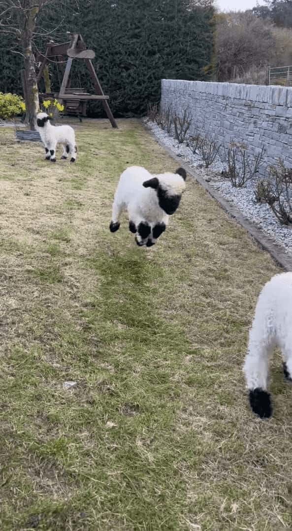 【世界一かわいいヒツジ】みんなで足を揃えて元気にピョンピョン！！白と黒のコントラストの映えるヴァレー・ブラックノーズシープの赤ちゃんたち