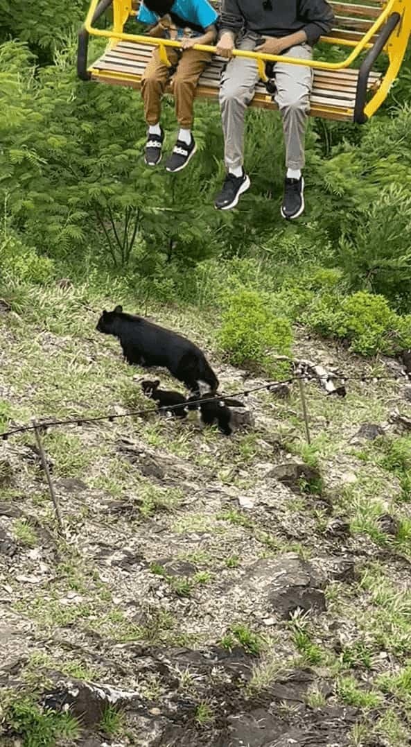 山中を悠々と闊歩する親子のクマたち。だけどそこは・・、意外過ぎる場所の真下だったのです！！【アメリカ・動画】