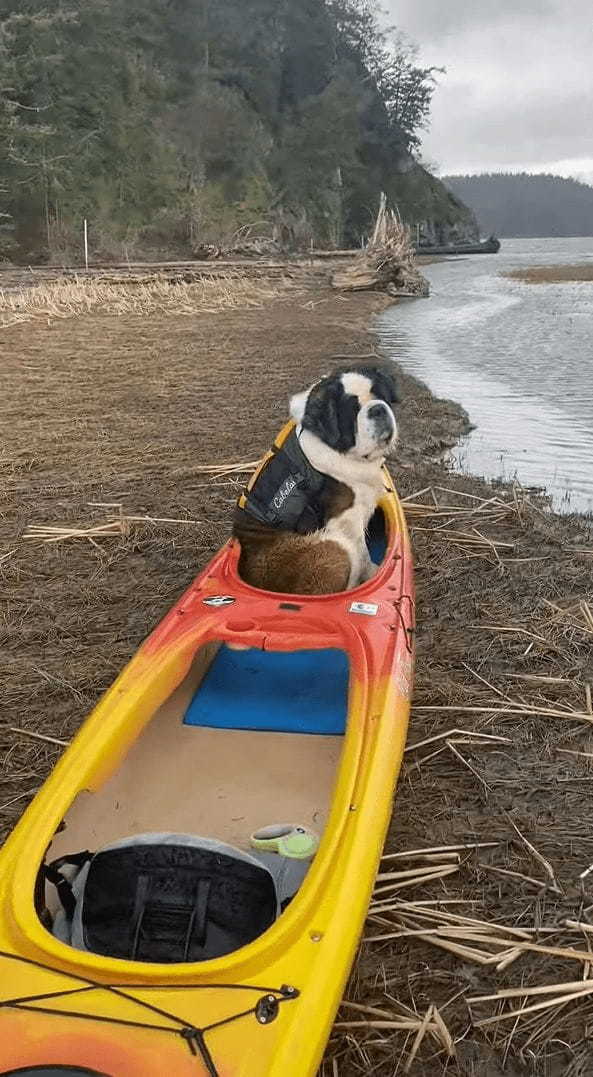 「冒険へ出たい・・・」岸に上げられたカヤックに乗り込み広大な自然に目を向ける犬。ライフジャケットも装着していて、すぐにでも出発したいようです