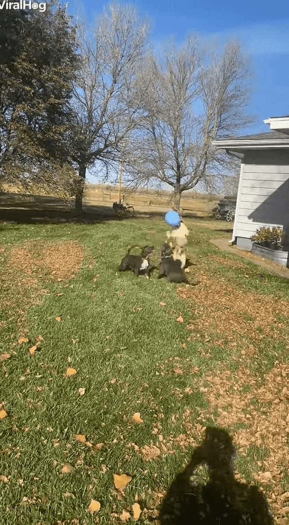 風船でバレーボールを楽しむ子犬たち。3匹で楽しそうにトスを上げていましたが・・・、みんな元気すぎたようです