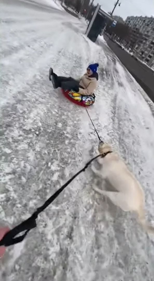 凍った雪道でソリを曳こうとする懸命に引っ張る犬。そこに心強い味方がやって来たぞ！！