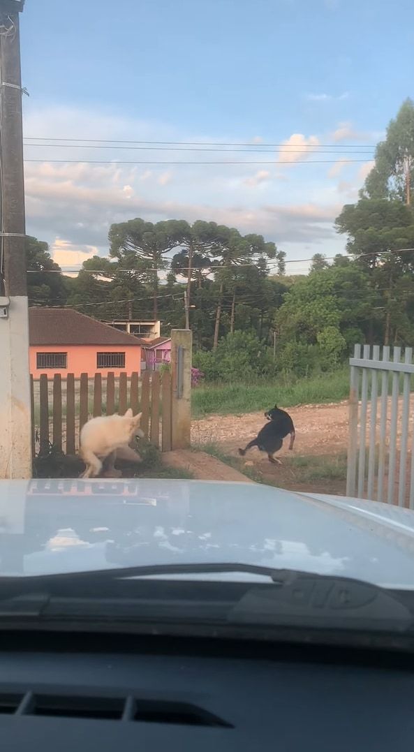 この子たち流のお見送り？飼い主さんが車を出す際にクルクル回る愛犬たち