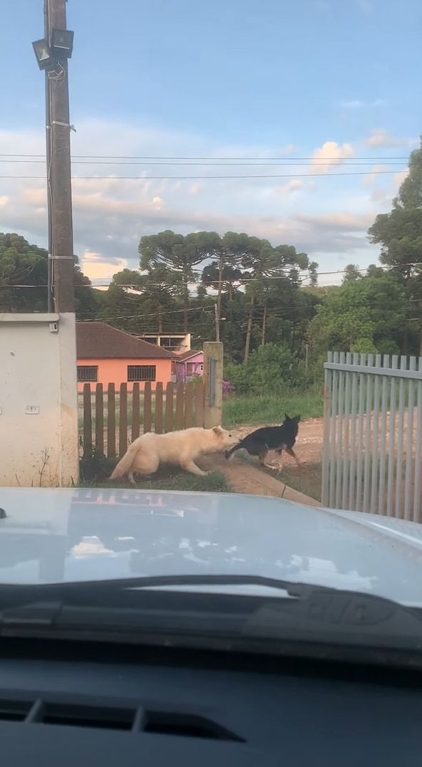 この子たち流のお見送り？飼い主さんが車を出す際にクルクル回る愛犬たち