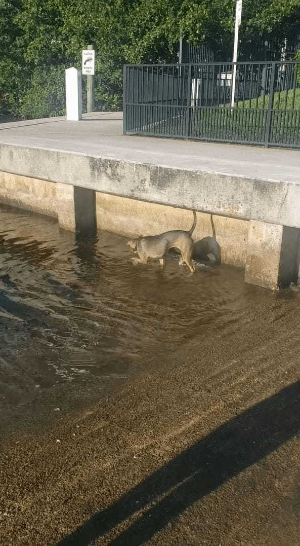 ビックリ！暑いからと水に入った犬！そこには魚の群れがいたようで【テンション爆上がり】