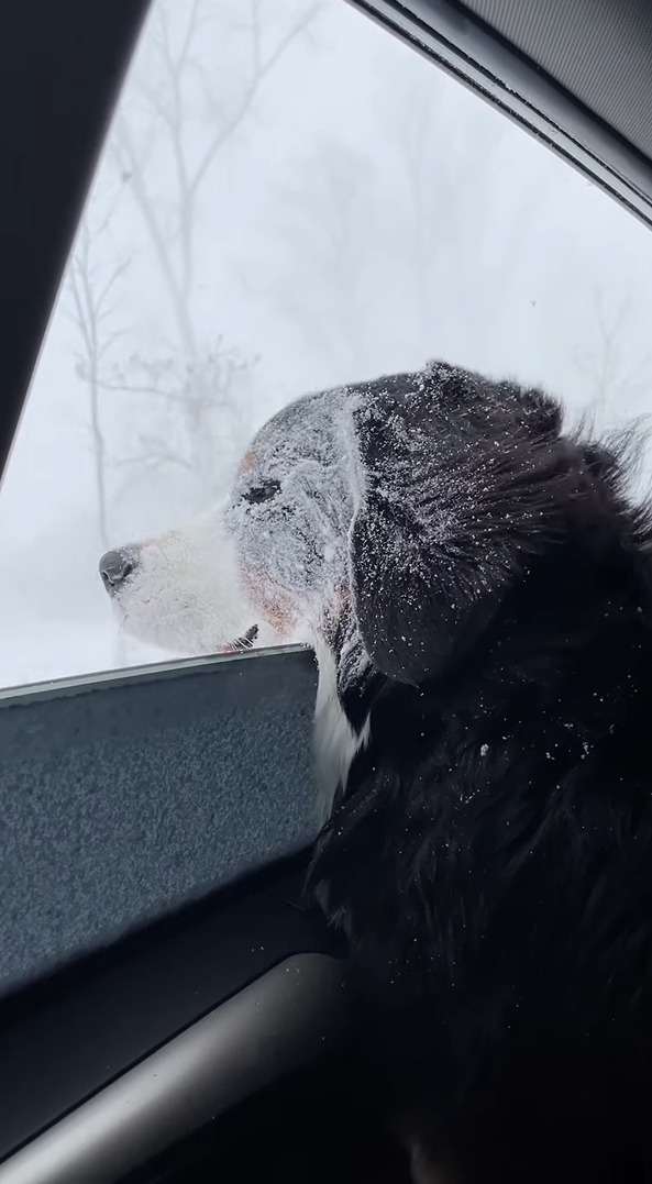 寒くないの？ドライブ中に吹雪で立ち往生！！その間、窓を開けていたら・・愛犬のバーニーズ・マウンテン・ドッグが大変なことに！！
