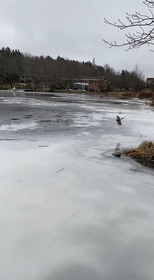 湖に鴨が着水・・・と思いきや。スケート場のようにすっかり凍っていたので、鴨はカーリングのストーンのようにスーーっと滑っていきました