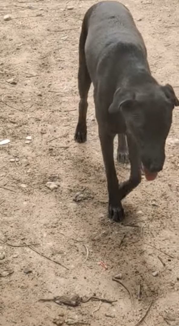 ある暑い日のこと。黒犬は植物用の巨大な水槽に入れば涼めるのでは！と思いついたようです。まるでプールに入っているように過ごしていました